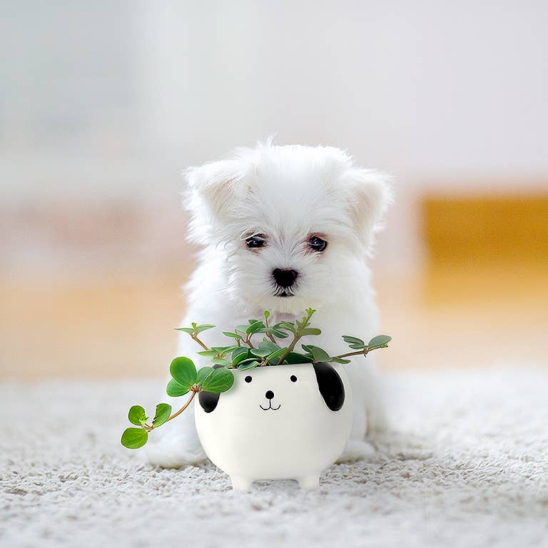 Small Dog on Legs Planter - 3" H