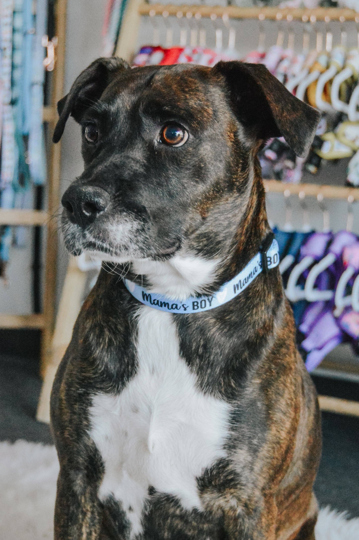 Dog Collar - Mama's Boy