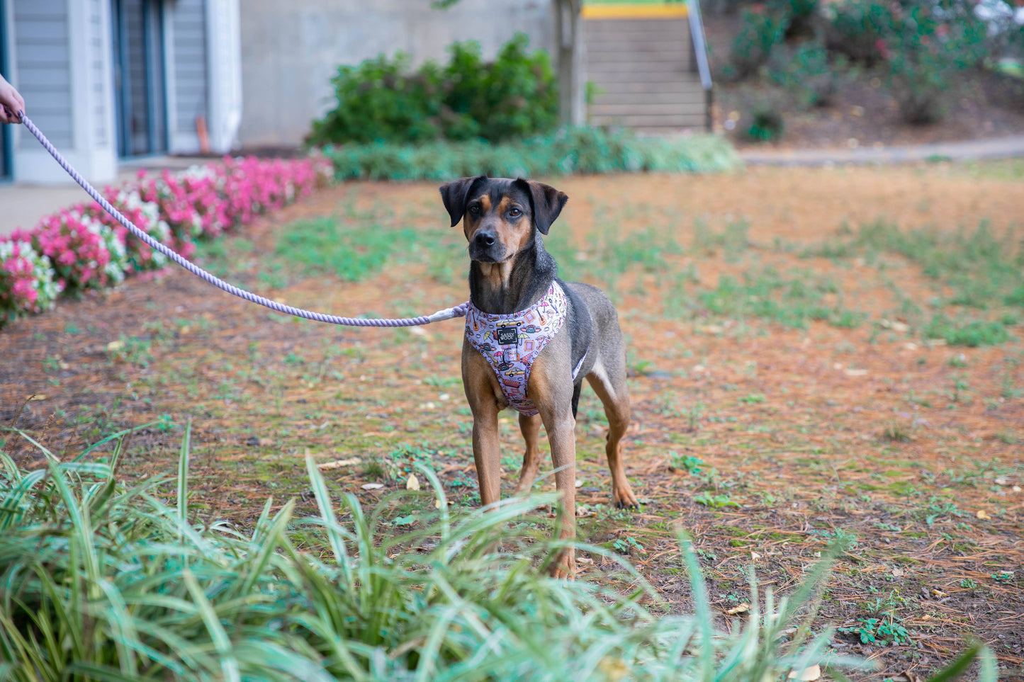 Dog Rope Leash - Lavender