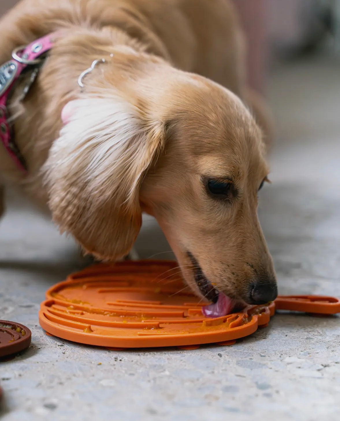 Pumpkin Enrichment Lick Mat