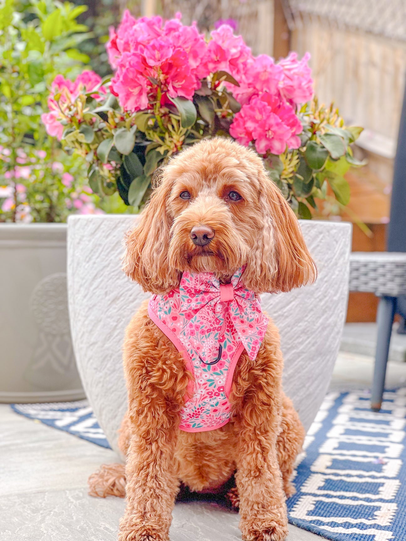 Adjustable Dog Harness: Notting Hill Rosé