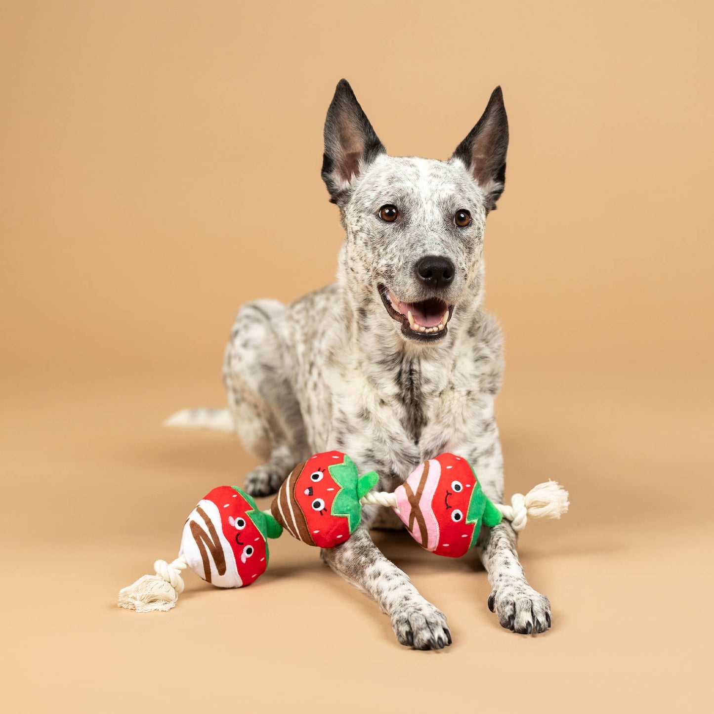 COVERED WITH LOVE PLUSH DOG TOY