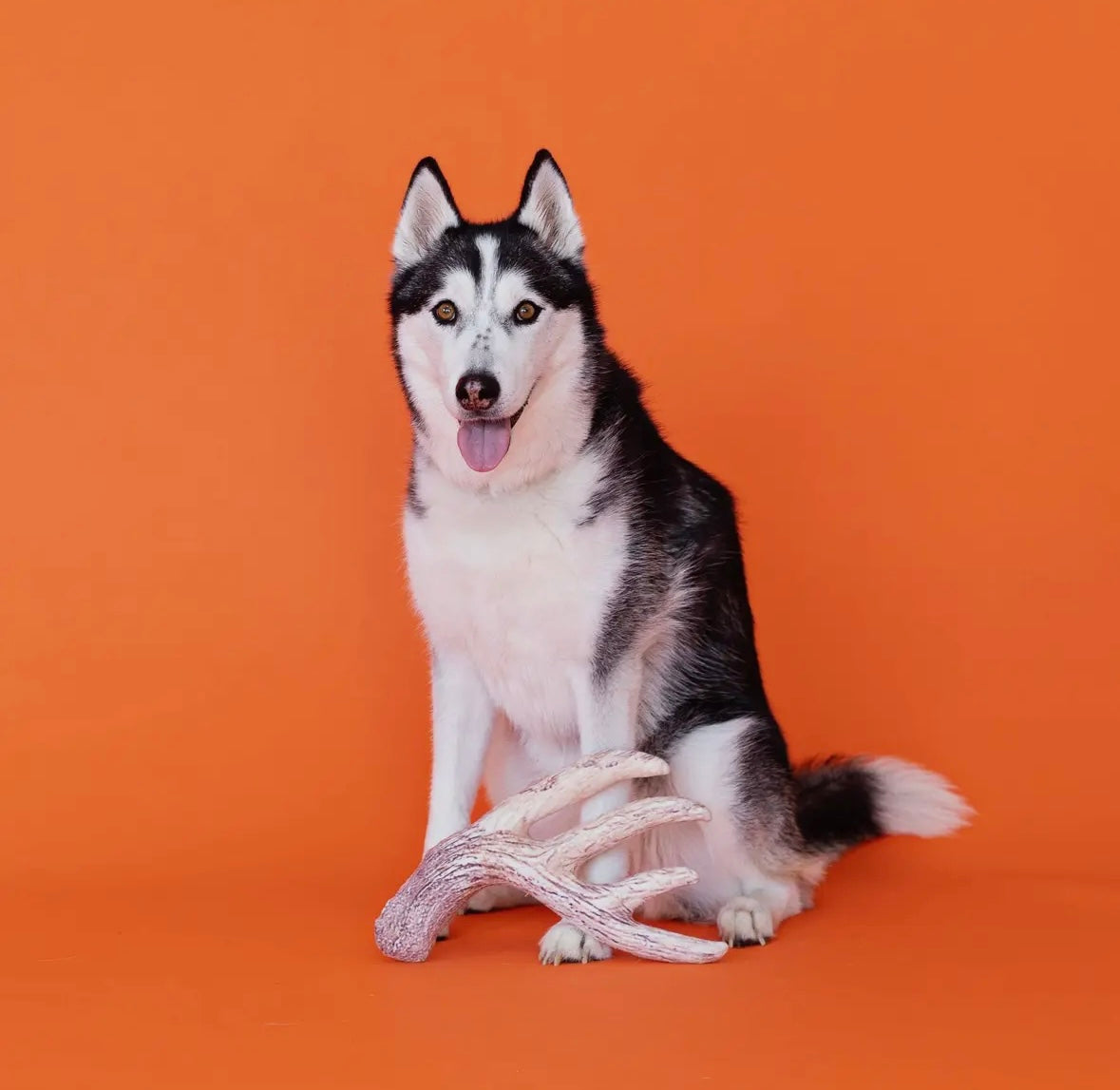 Nice Rack Plush Dog Toy