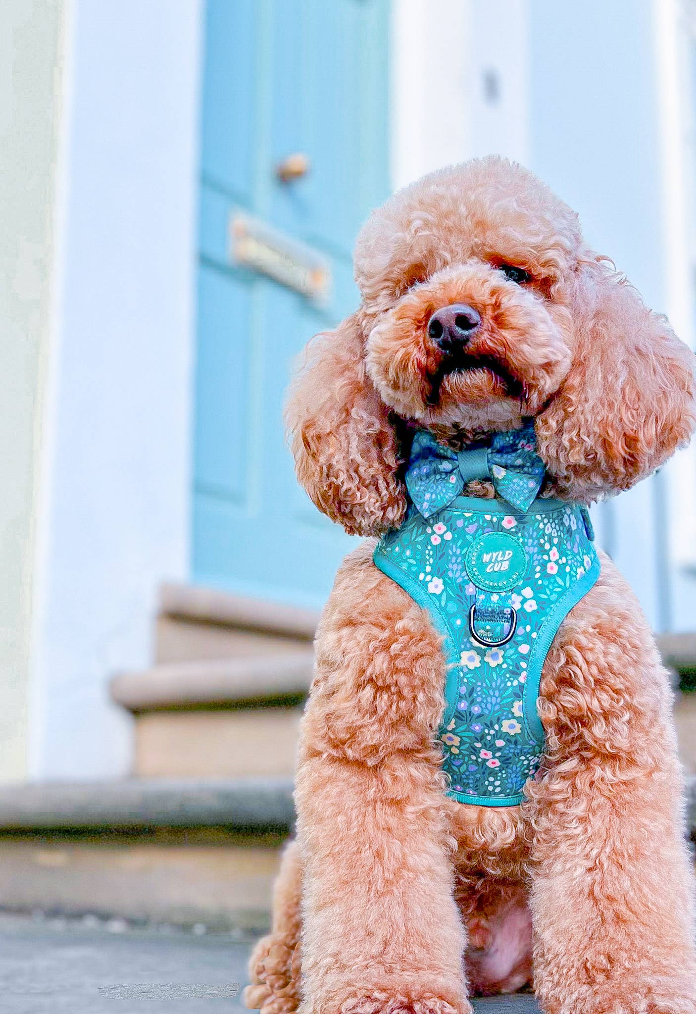Adjustable Dog Harness: Notting Hill Mint
