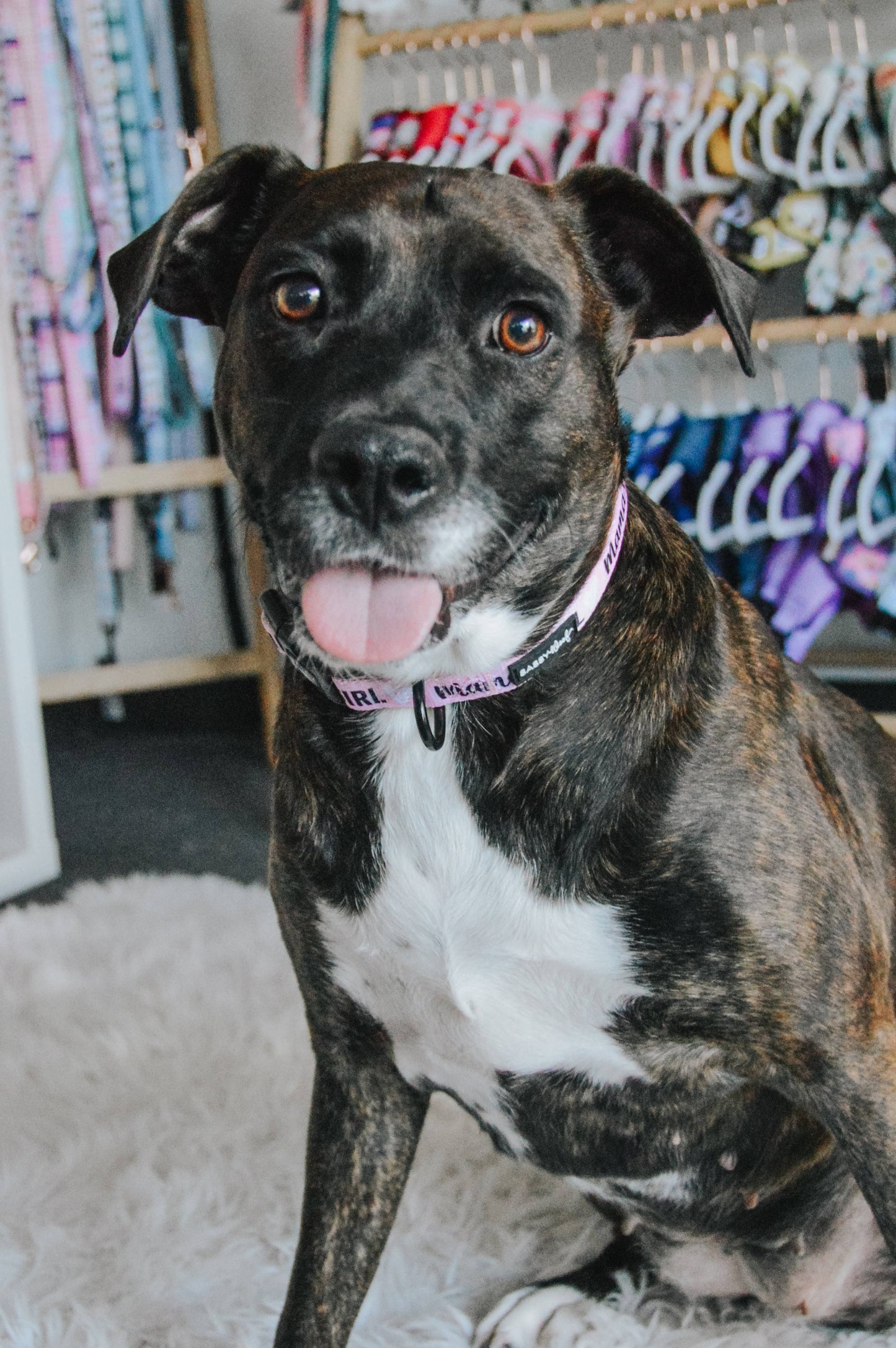 Dog Collar - Mama's Girl