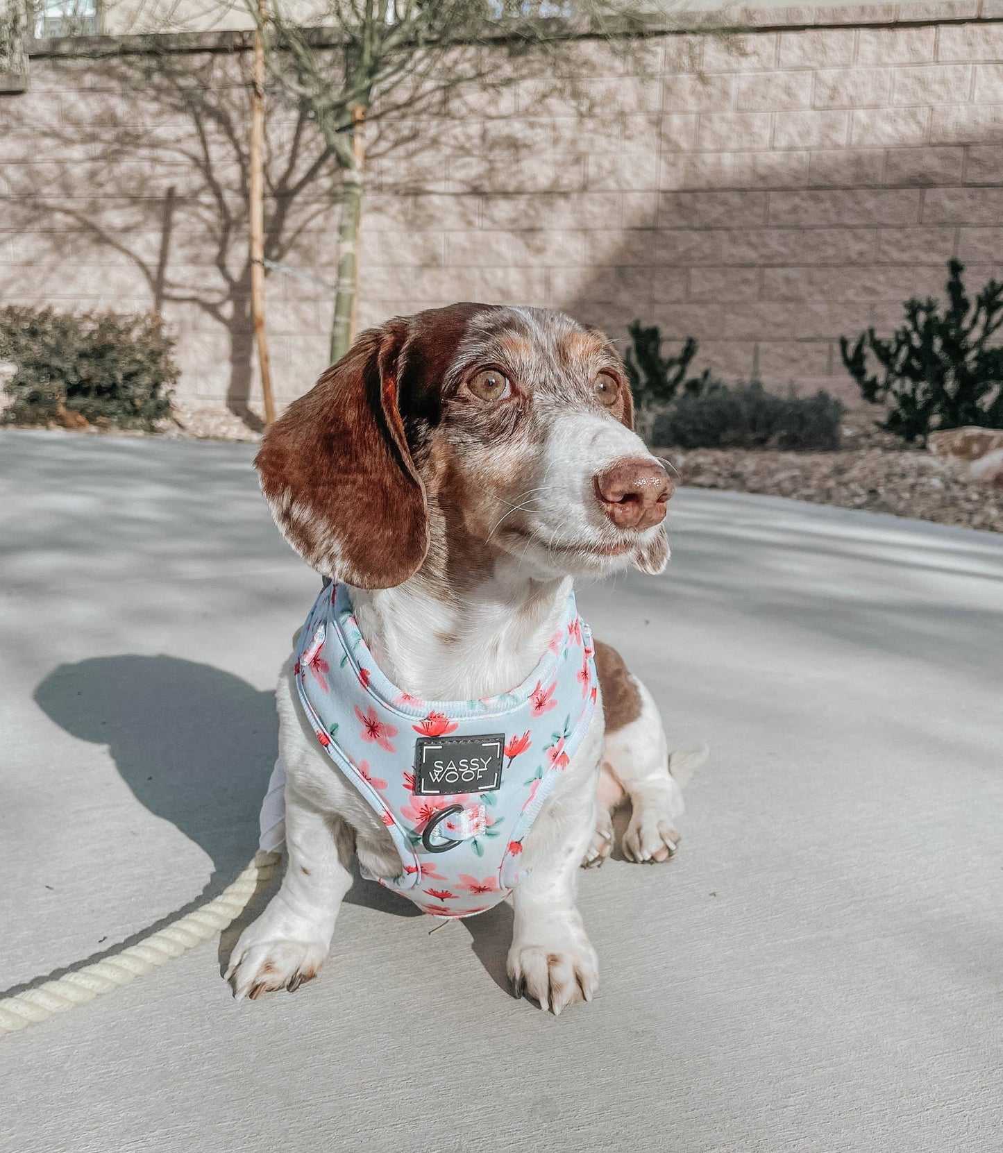 Dog Rope Leash - Dandelion