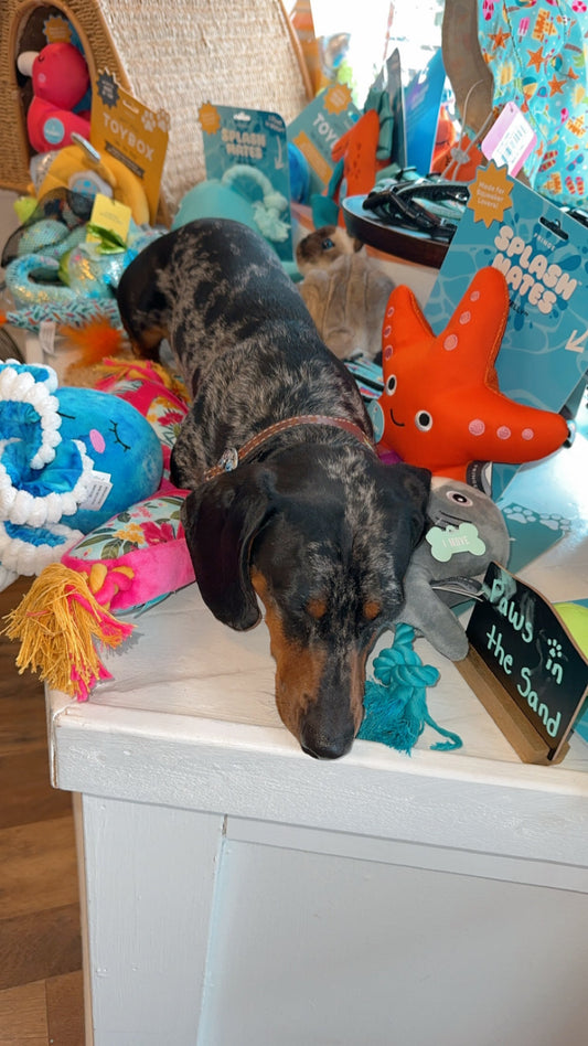Dog Days of Summer – August Fun at WestieWeens Pet Boutique