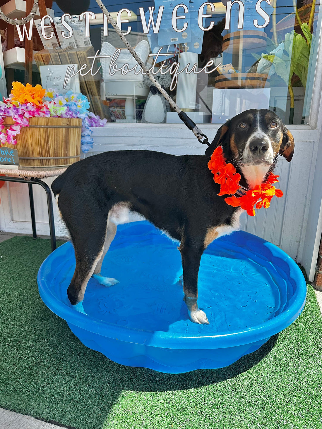 Sun, Smiles & Summer Tails at WestieWeens