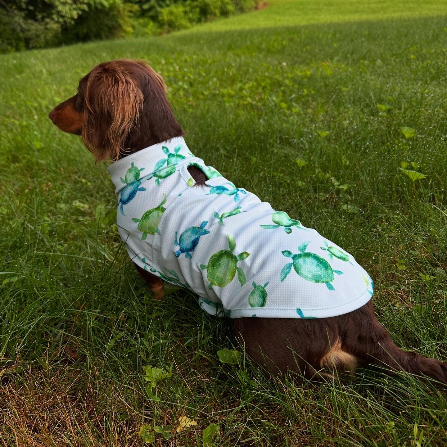 Dog Days of Summer