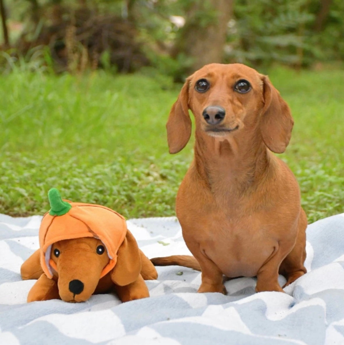 All Things Doxie