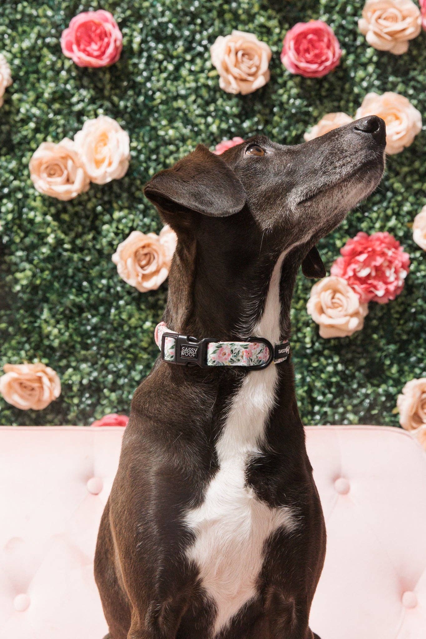 Dog Collar - Magnolia