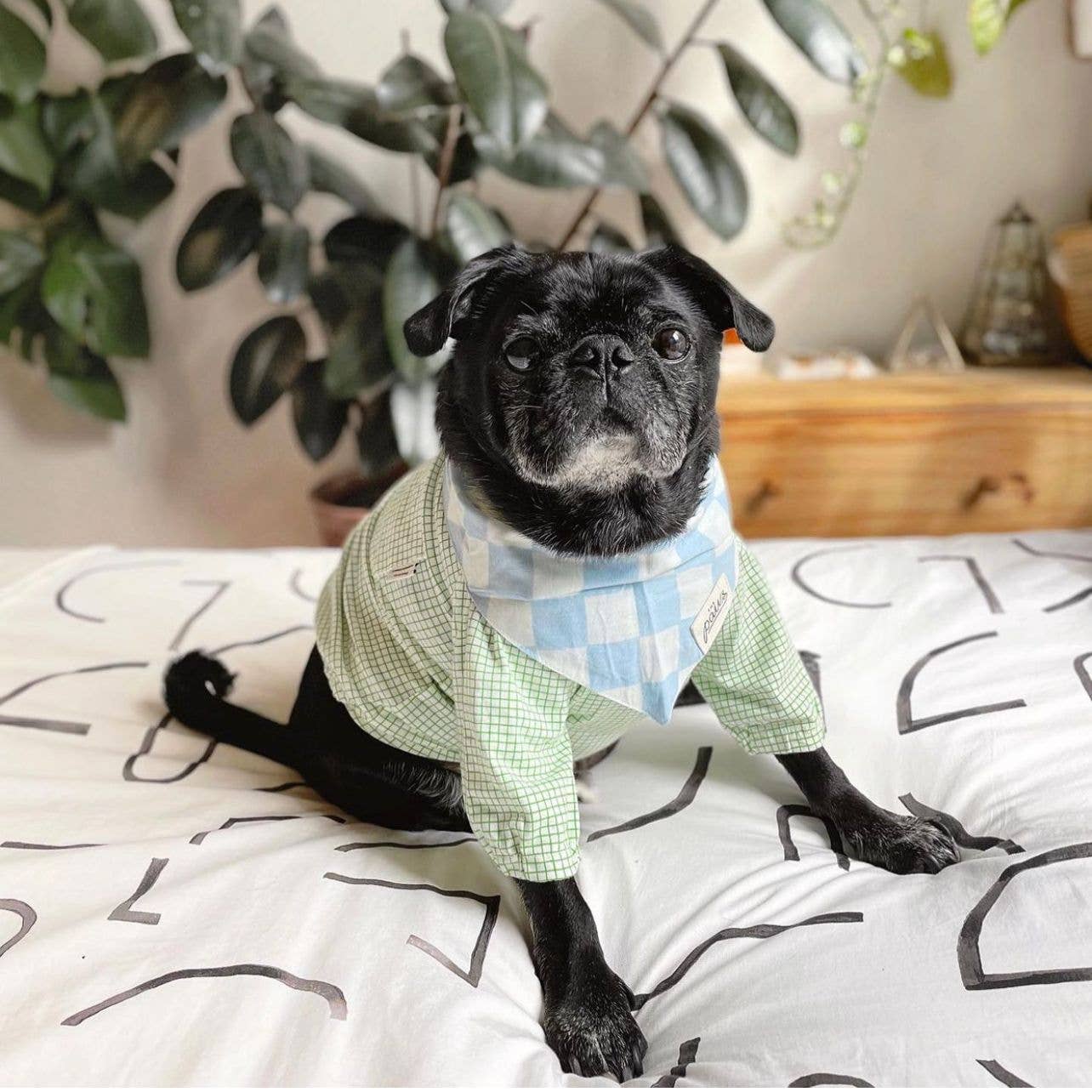 Blue Checker Dog Bandana