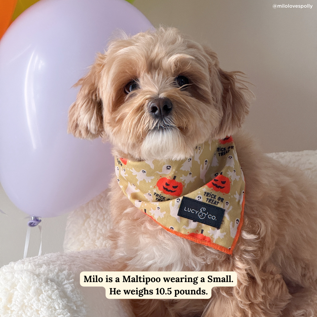 Trick or Treat Bandana