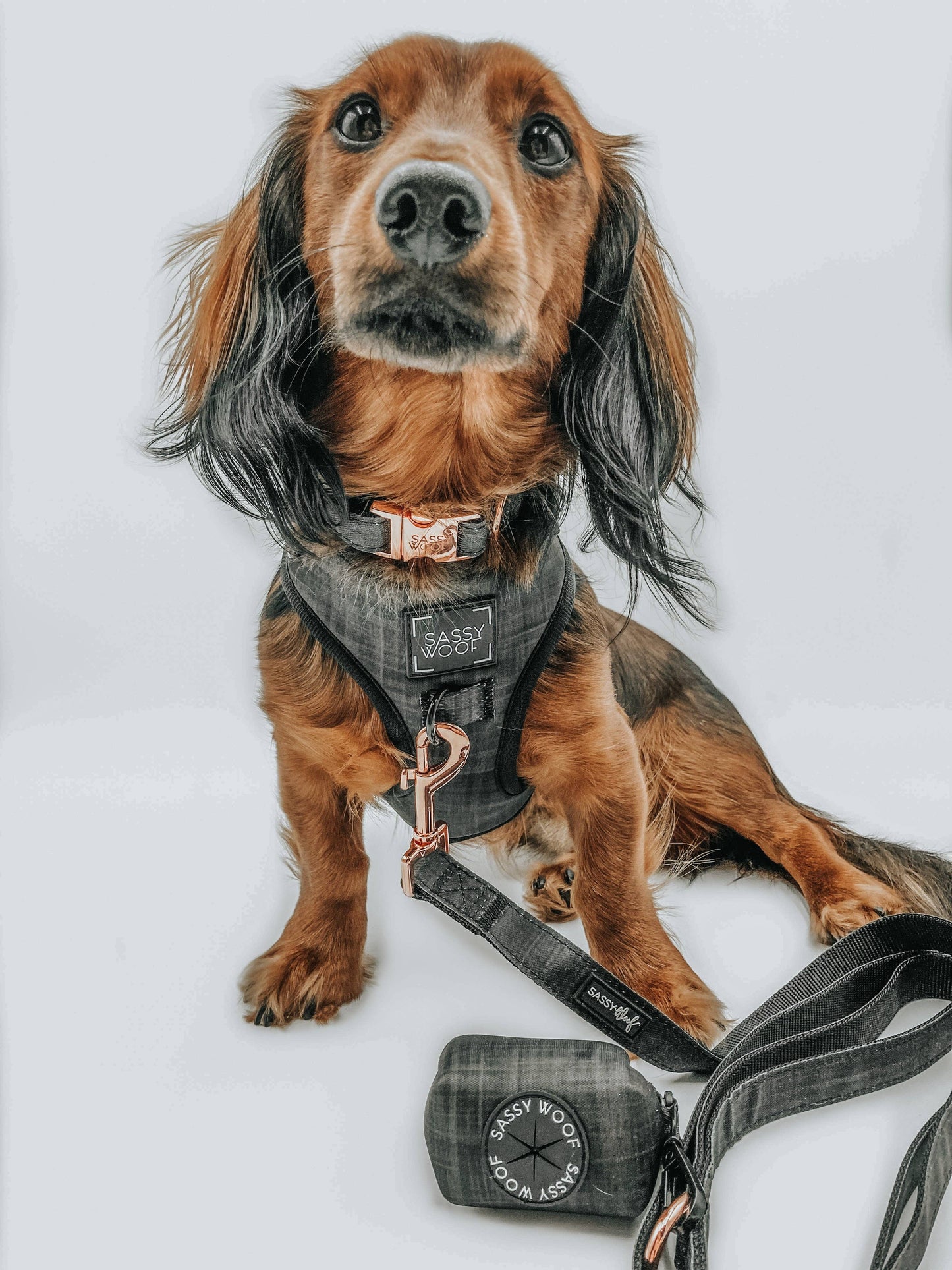 Dog Adjustable Harness - Baby Got Black