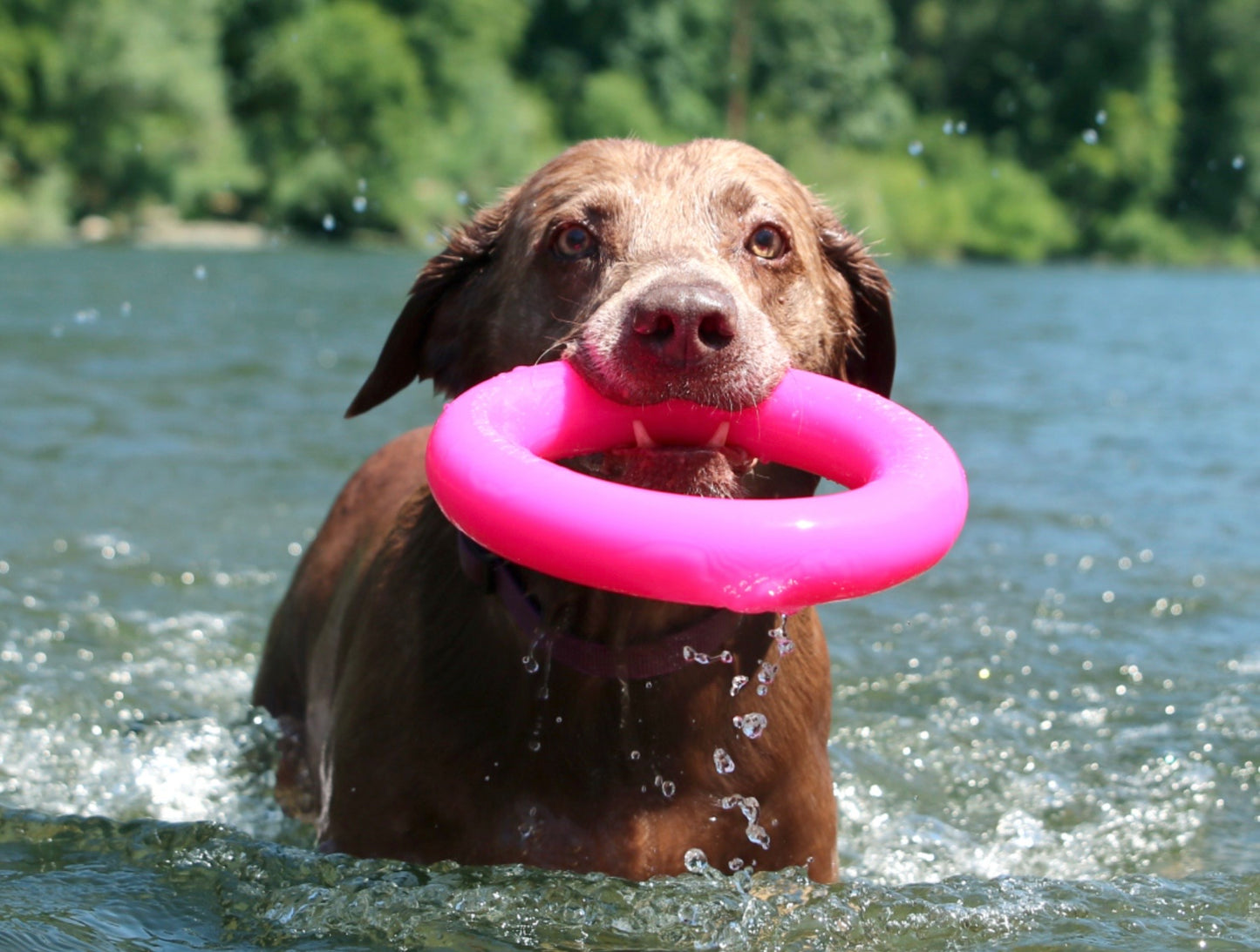 Dawg-Ring