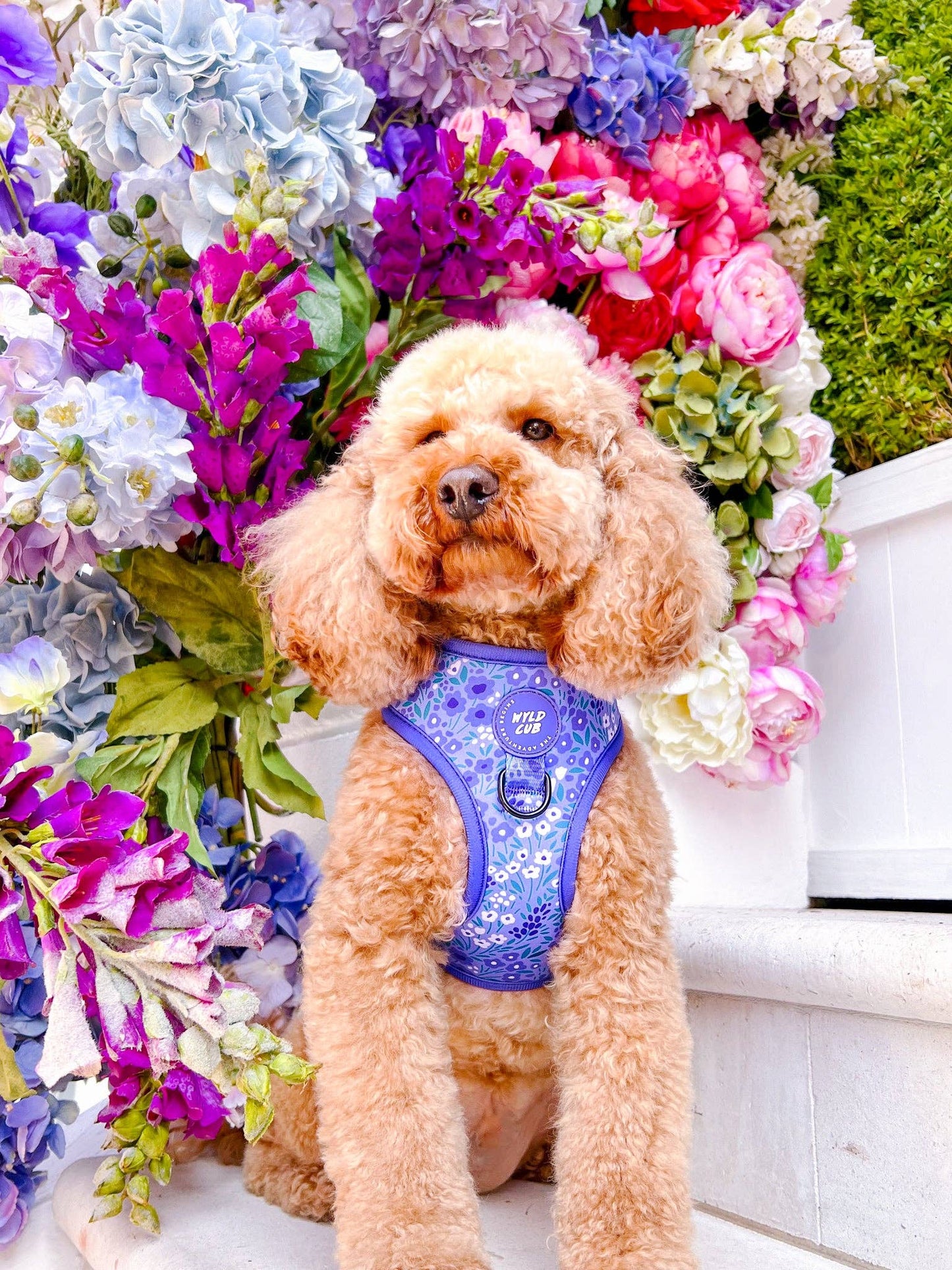 Adjustable Dog Harness: Notting Hill Wisteria