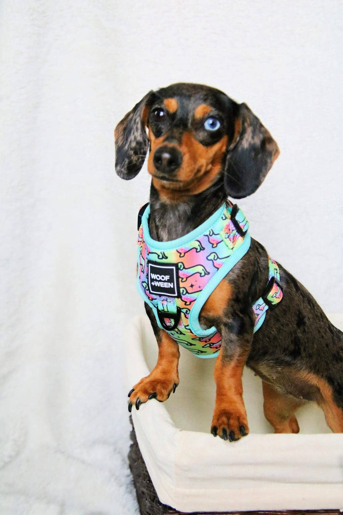 Dachshund Adjustable Harness - HOT DIGGITY DOG