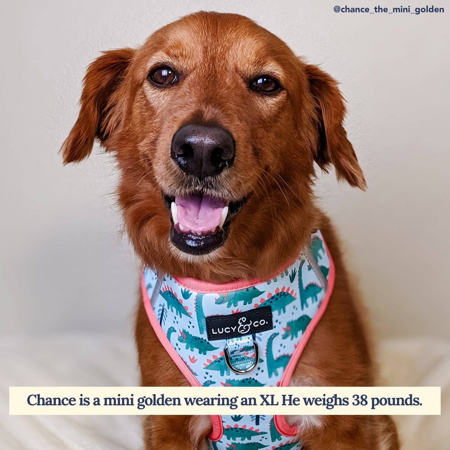 DinoROAR No-Pull Harness