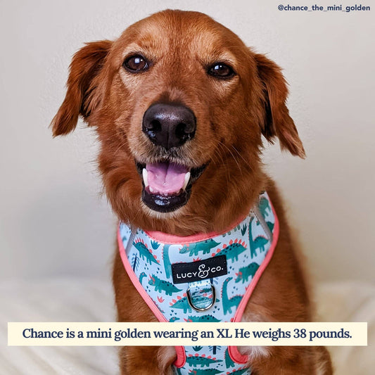 DinoROAR No-Pull Harness