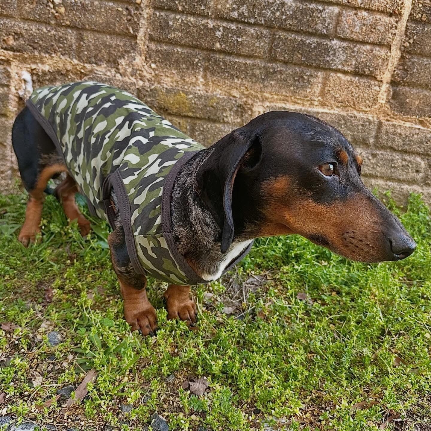 Luvable Friends Pet Cotton T-Shirts Dino/Camo