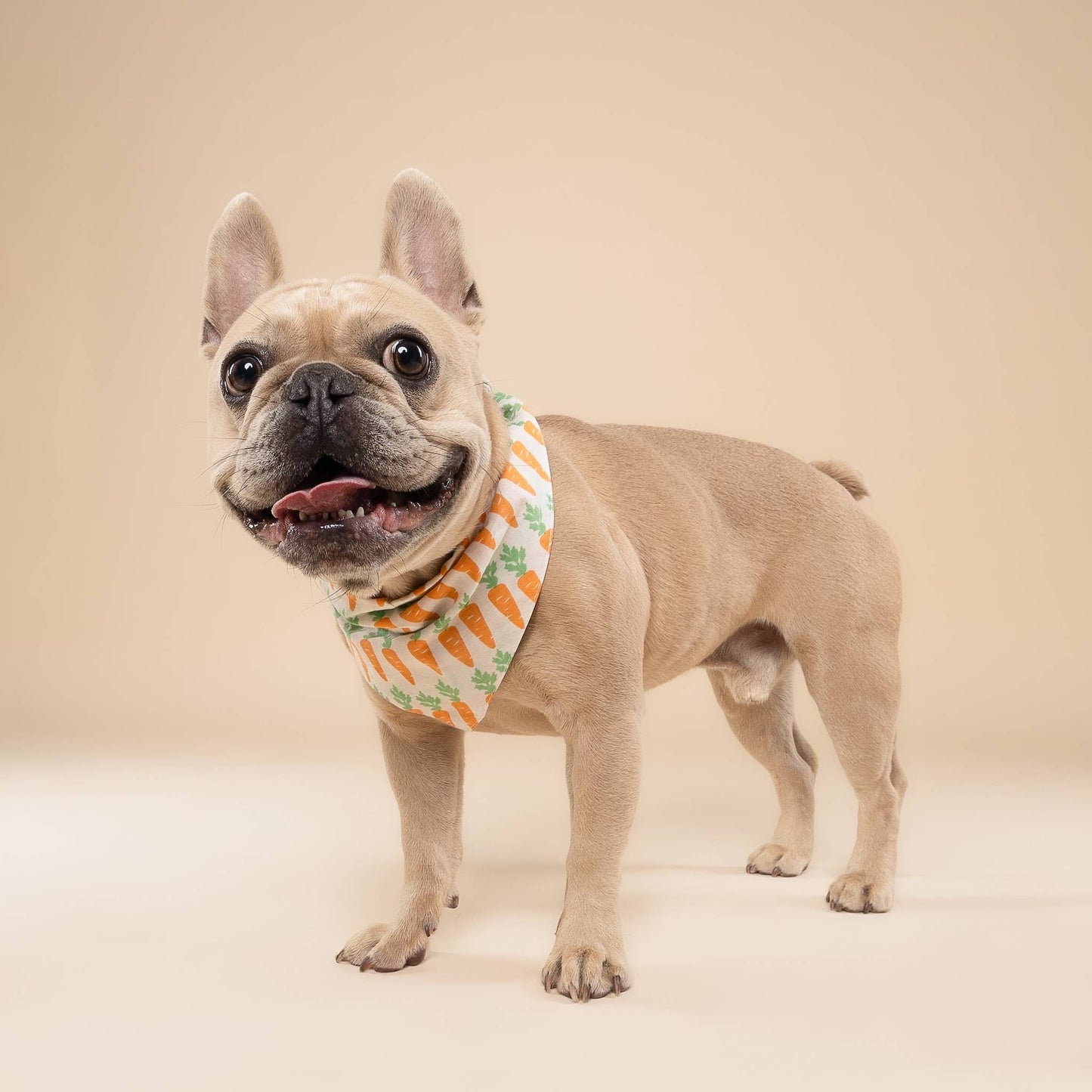Carrot Dog Bandana
