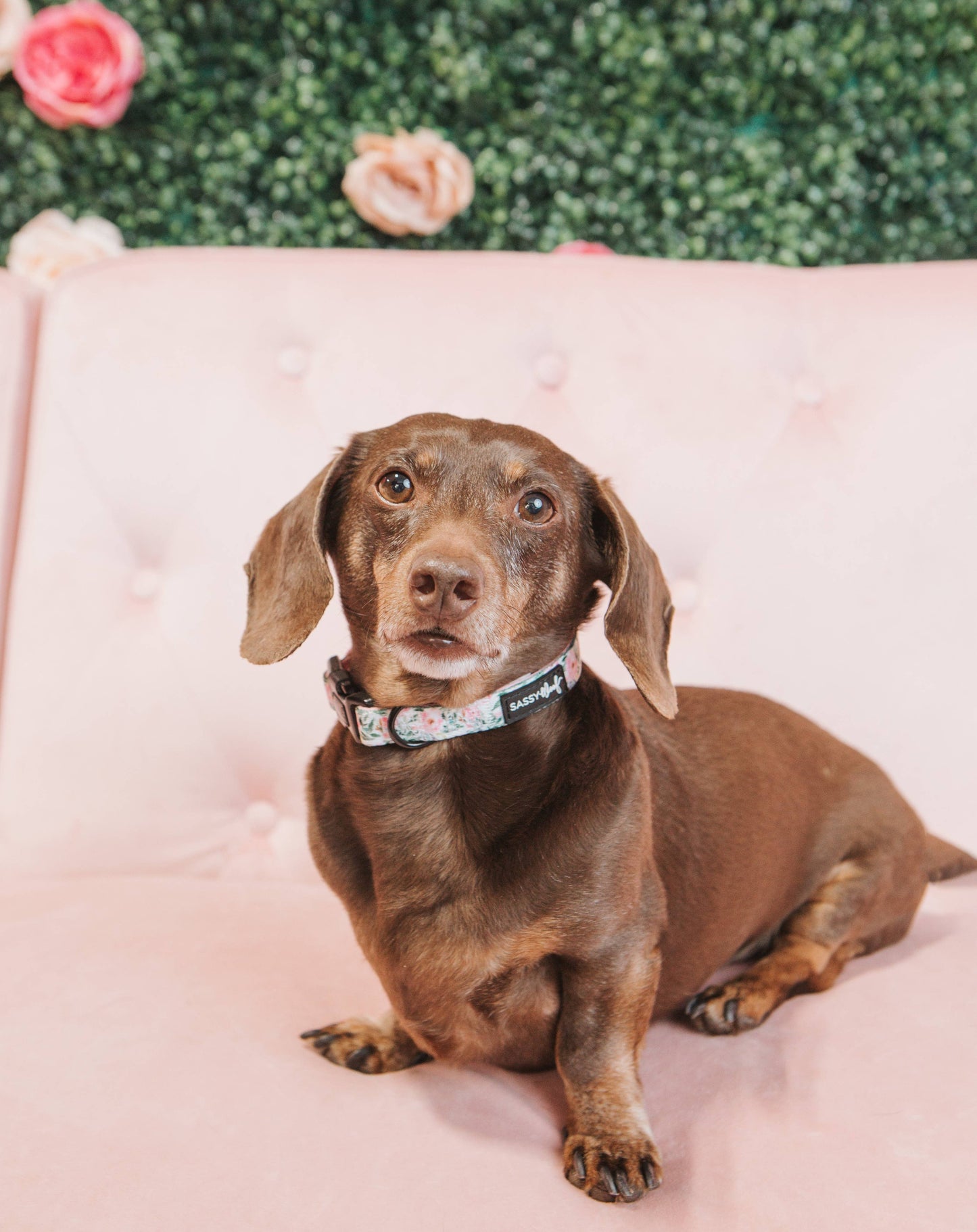 Dog Collar - Magnolia