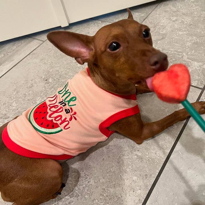 One in a Melon Dog T-Shirt