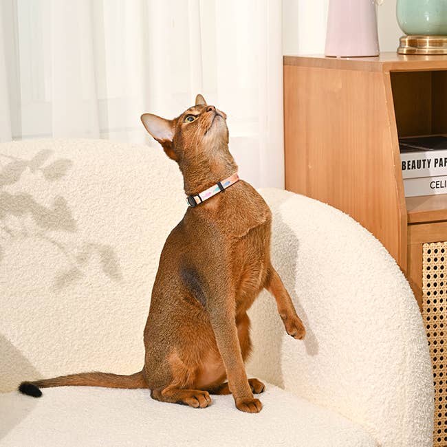 HugSmart Pet — Cat Collar- Fish
