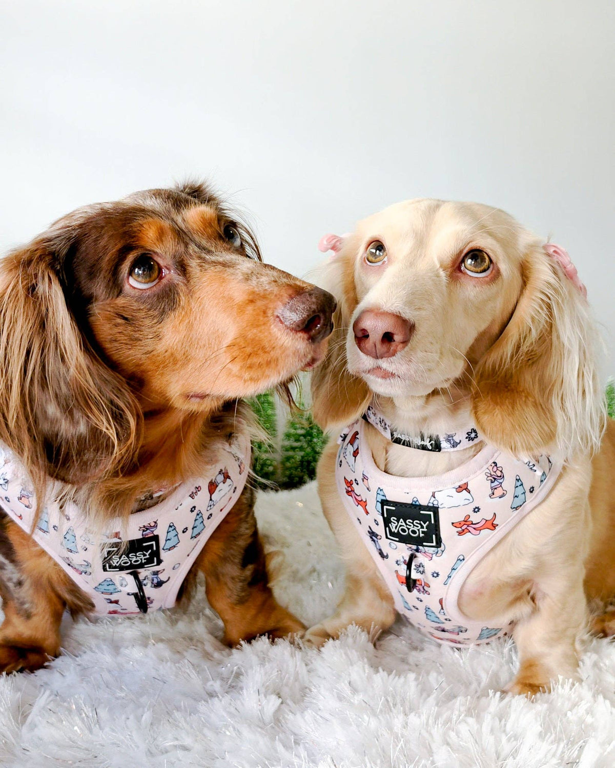 Dog Collar - Weenie Wonderland