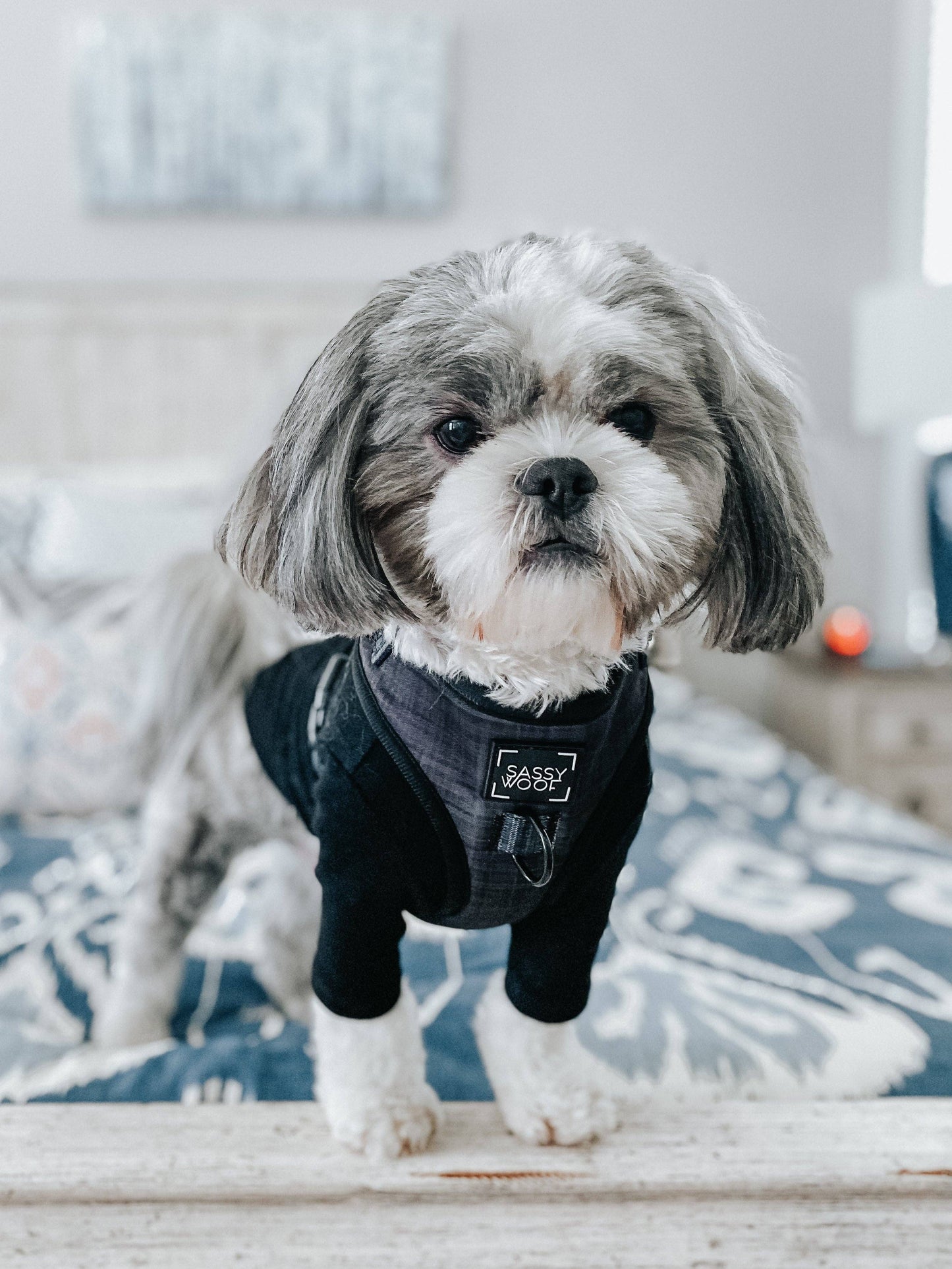 Dog Adjustable Harness - Baby Got Black