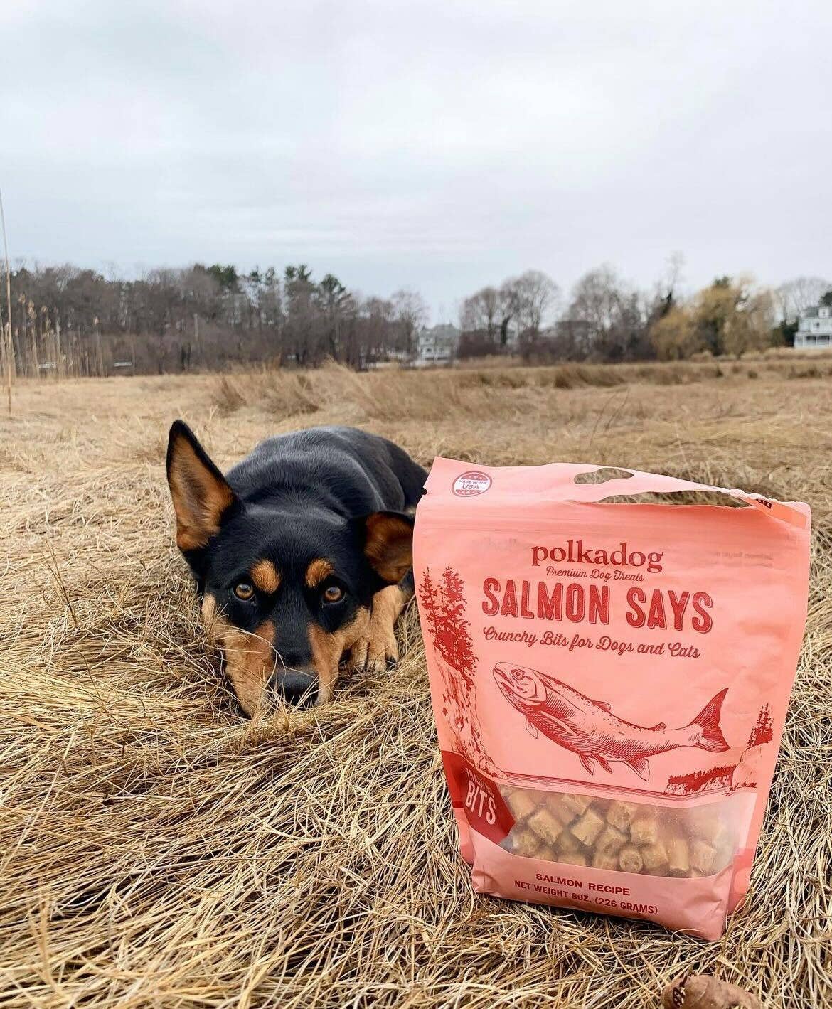 Salmon Says Training Bits - 7oz - Dog & Cat Treats
