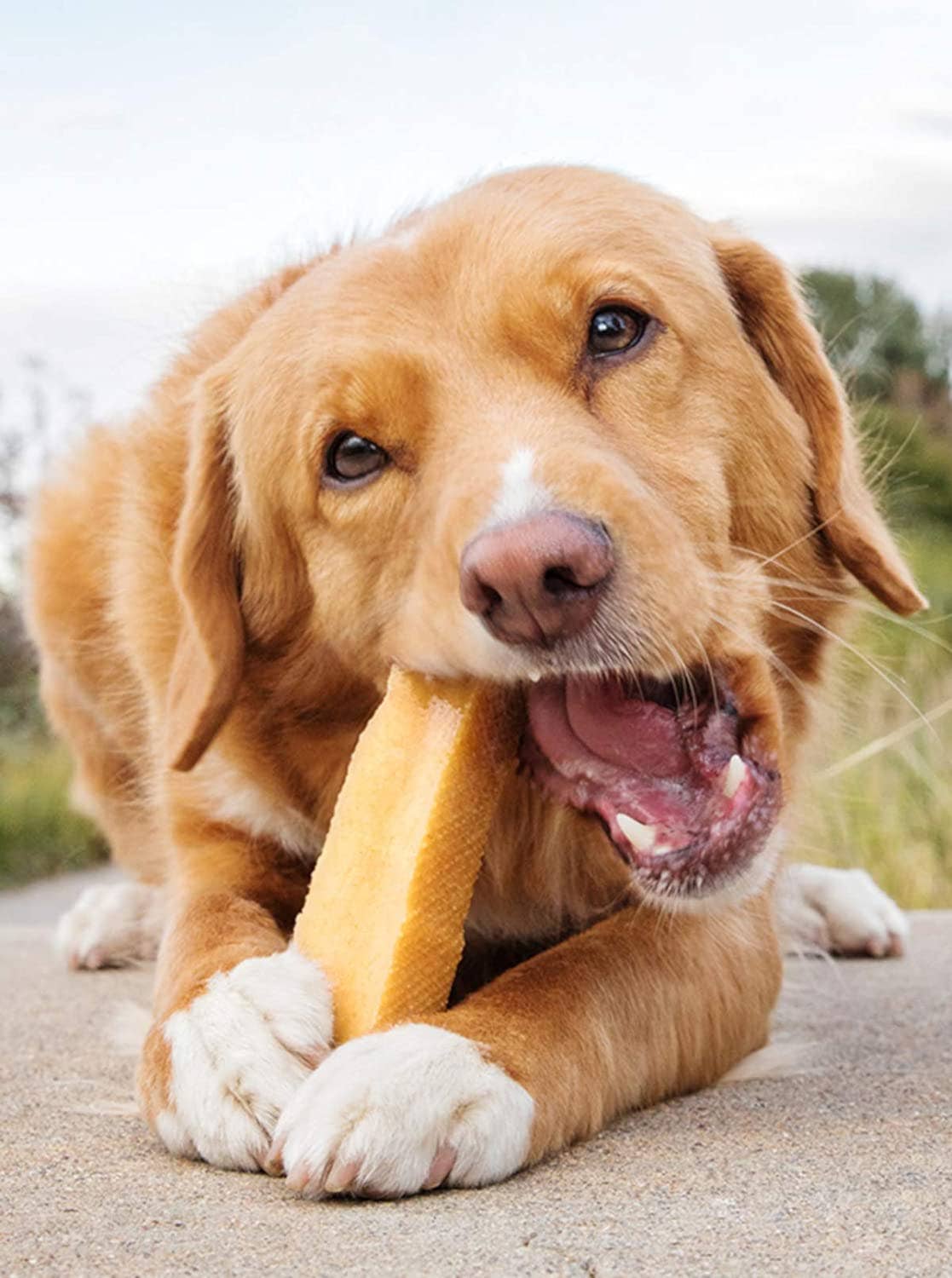 Honey Yak Milk Chews - Large Sized
