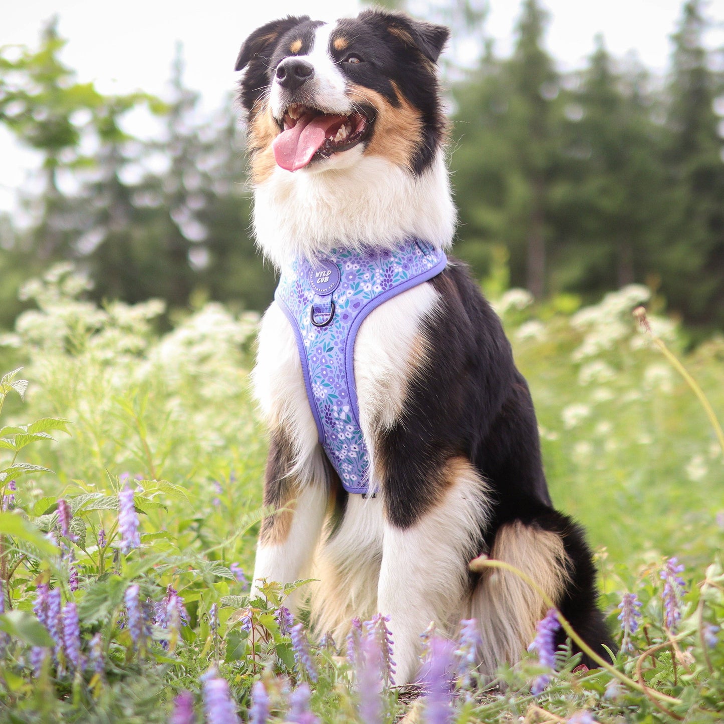 Adjustable Dog Harness: Notting Hill Wisteria