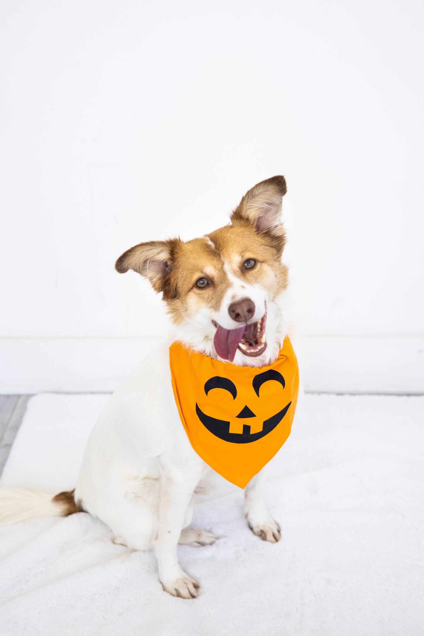 Pumpkin Dog Halloween Bandana, M/L