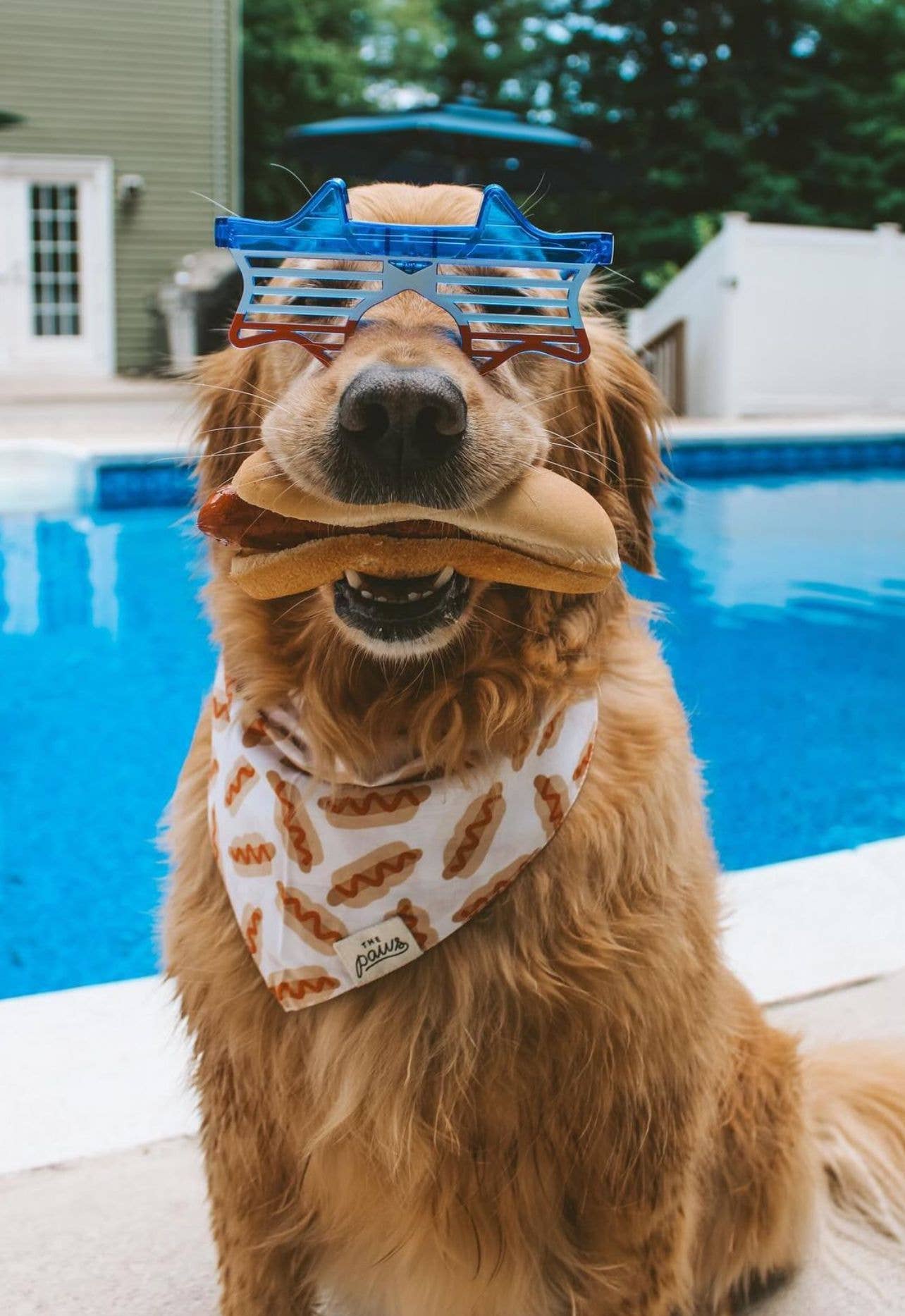 Sizzle - Hotdog Dog Bandana