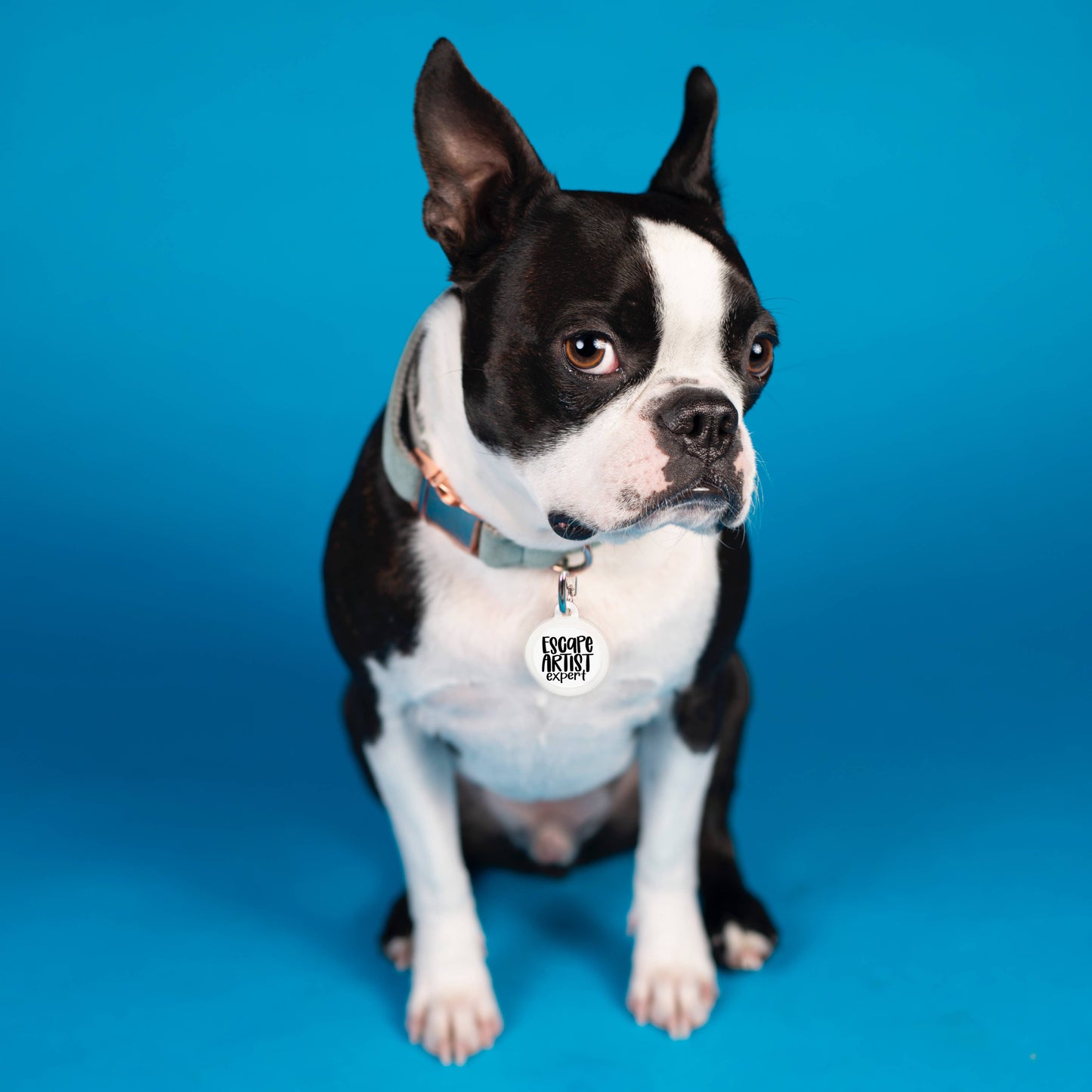 Dog Tag Collar Charm - Escape Artist Expert - QR Code