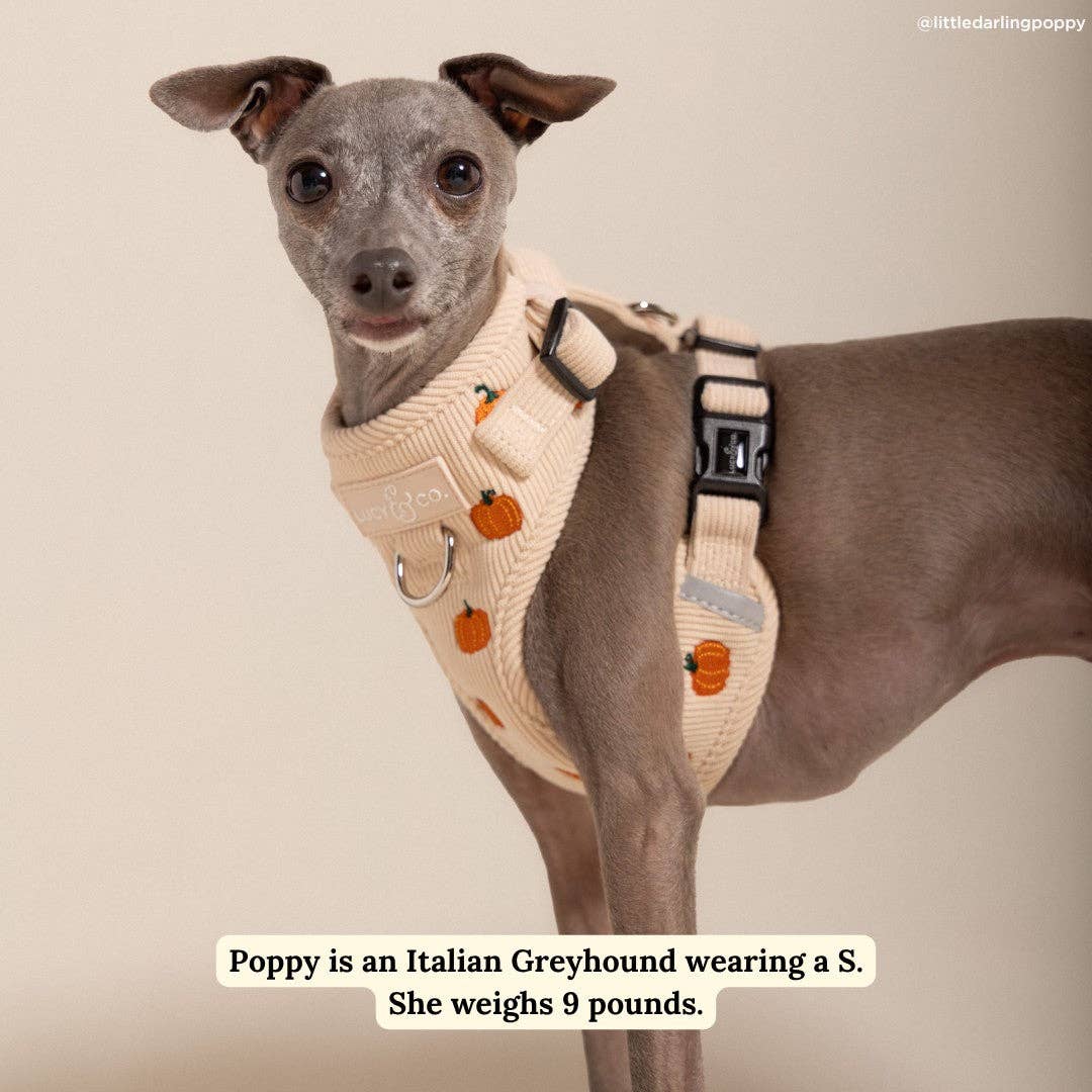 Oh My Gourd Corduroy No-Pull Harness