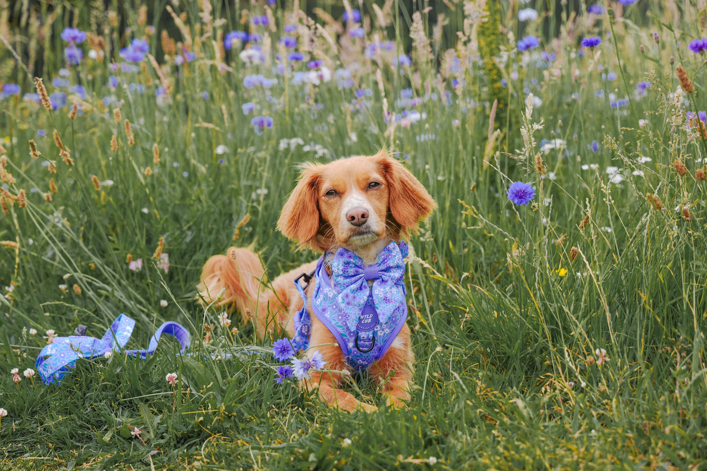 Adjustable Dog Harness: Notting Hill Wisteria
