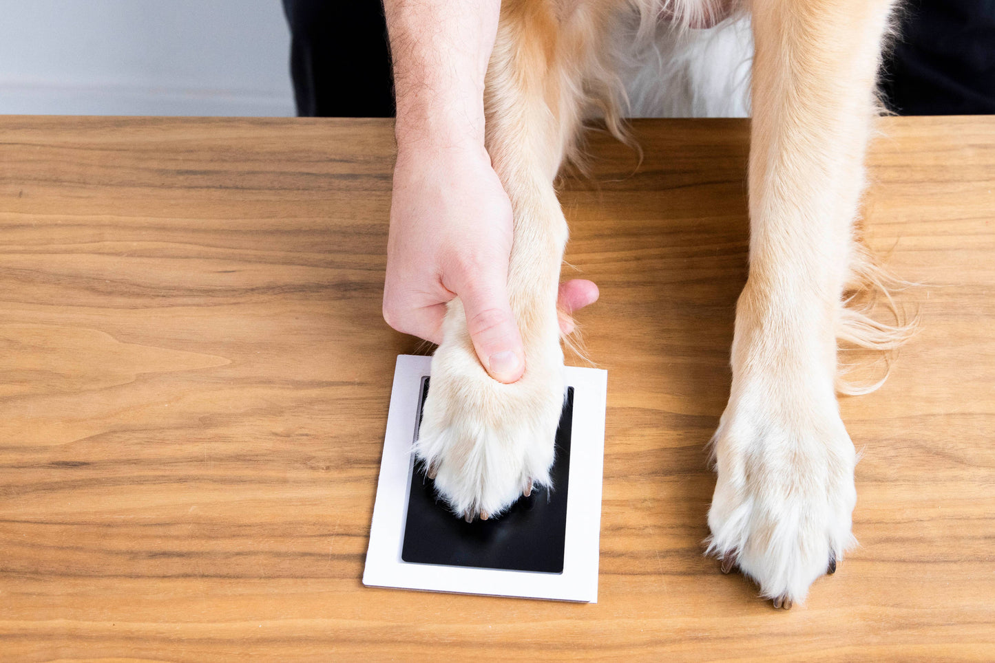 Pet Pawprint Clean-Touch Ink Pad, Medium/ Large, Black