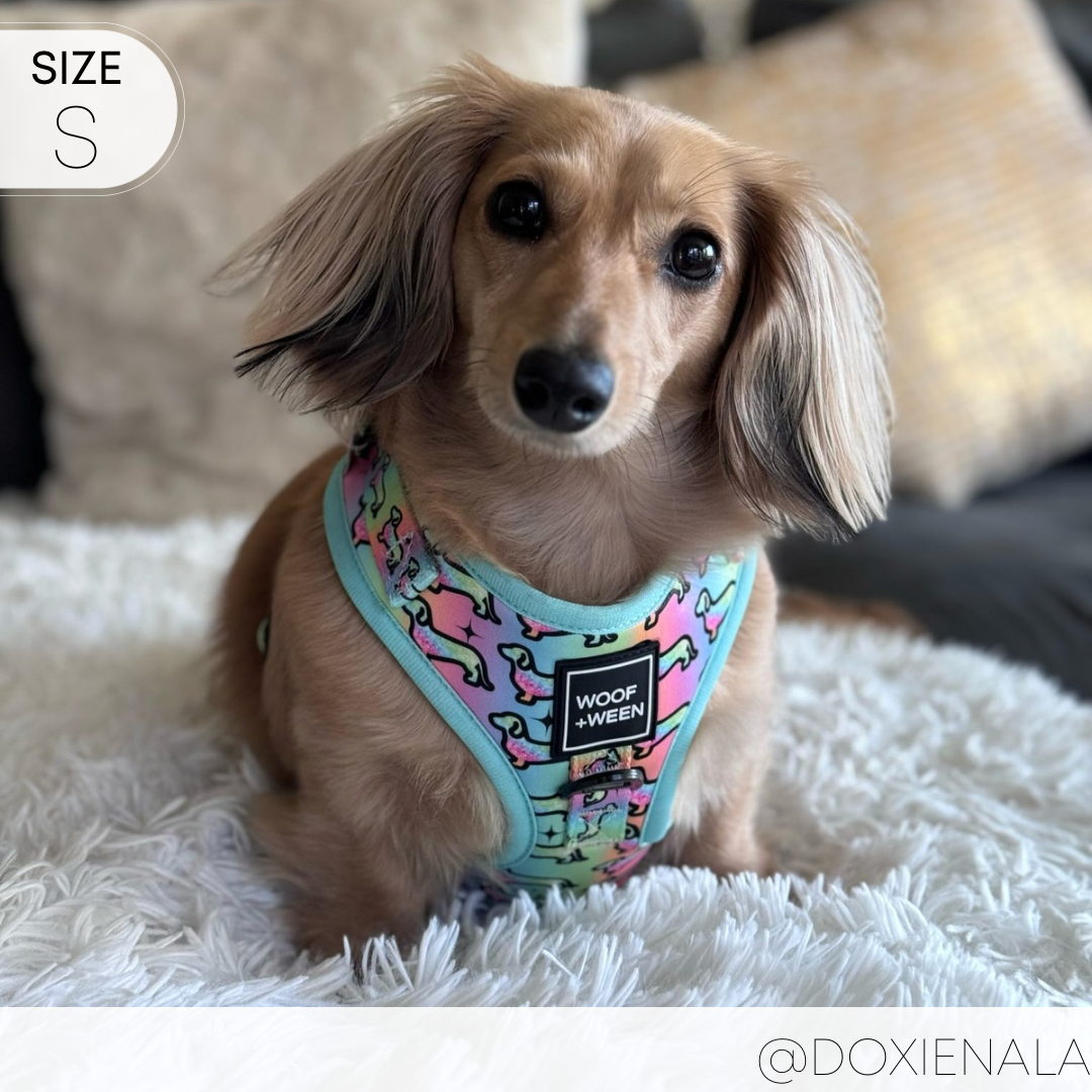 Dachshund Adjustable Harness - HOT DIGGITY DOG