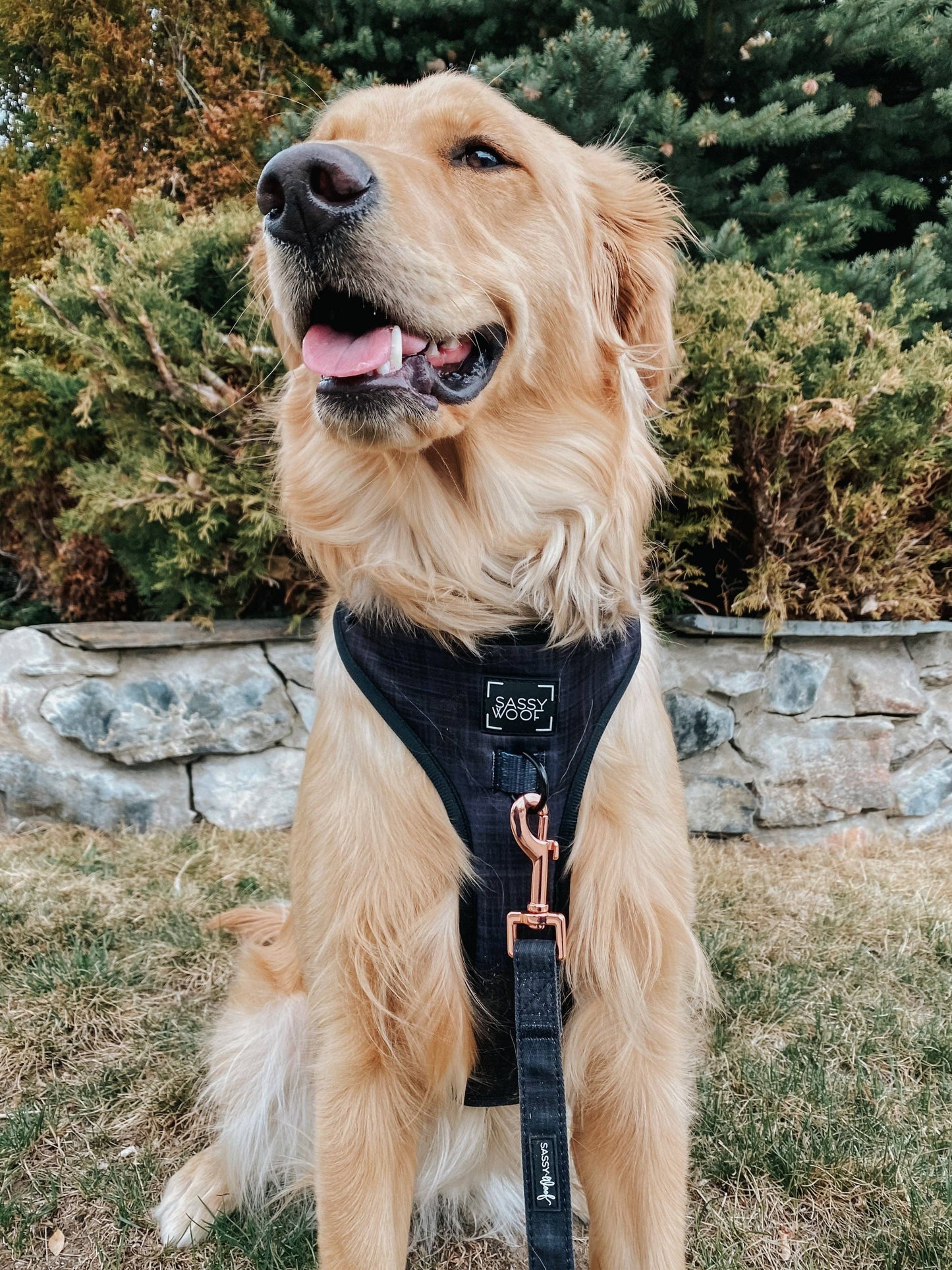 Dog Adjustable Harness - Baby Got Black