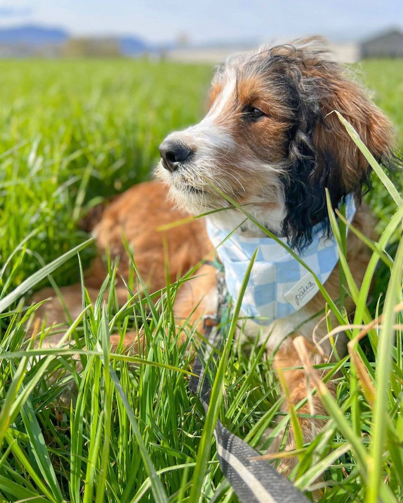 Blue Checker Dog Bandana