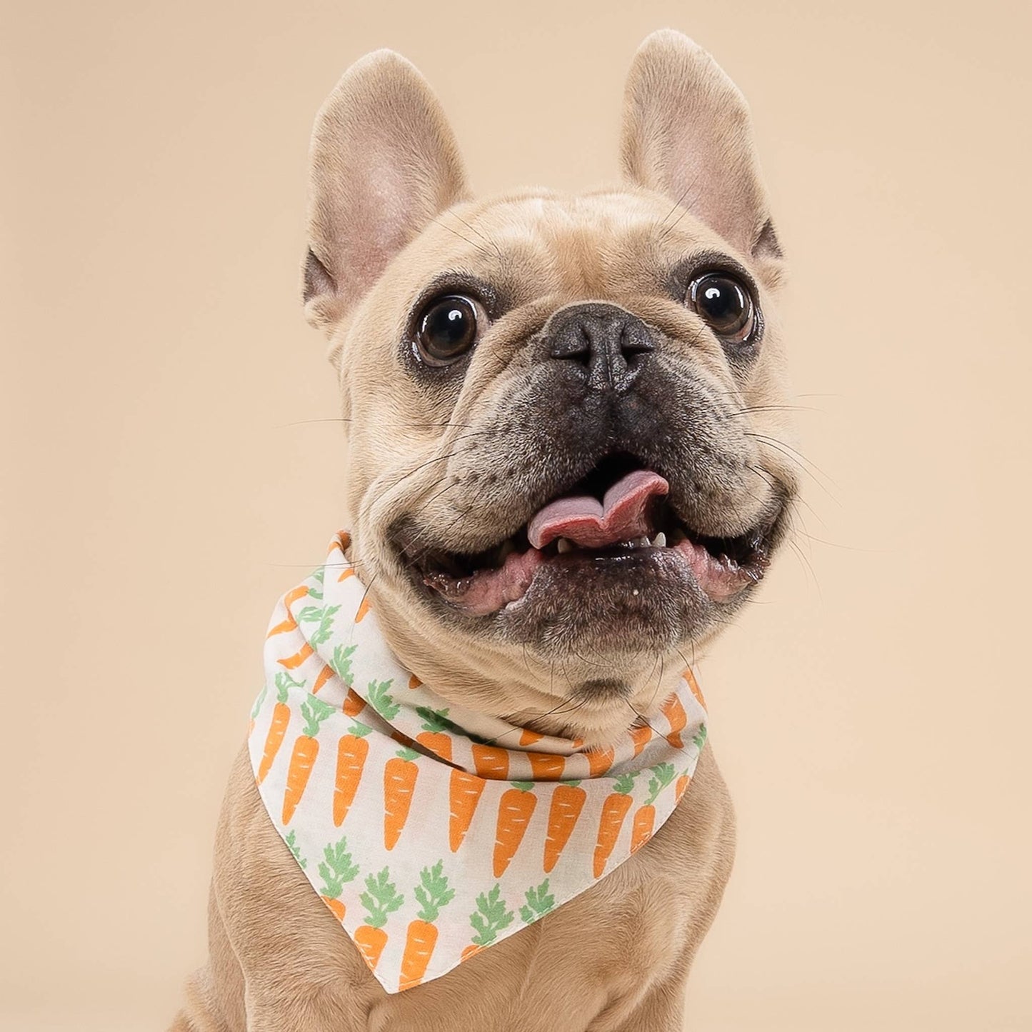 Carrot Dog Bandana
