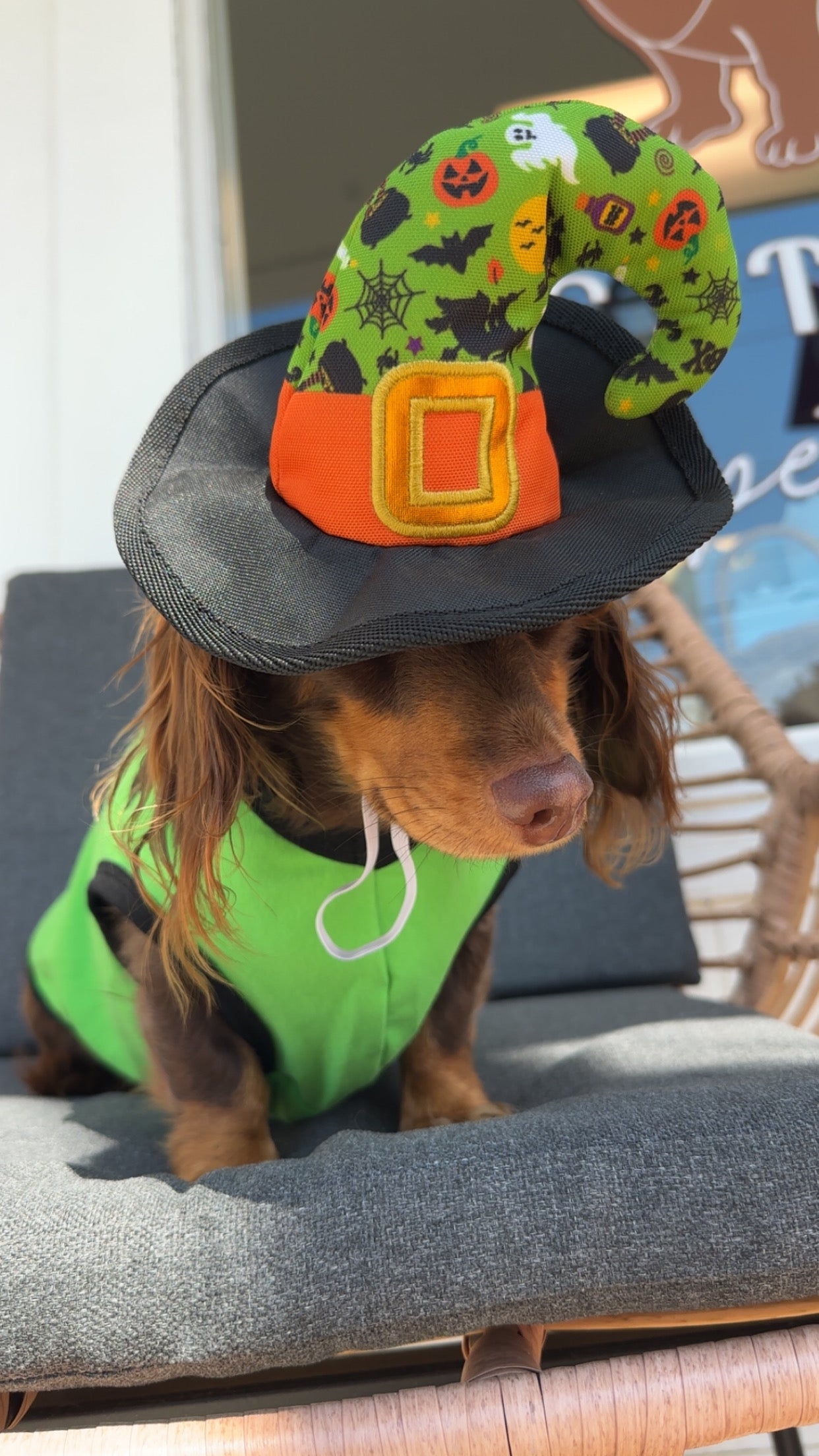 Witches Brew Hat & Toy