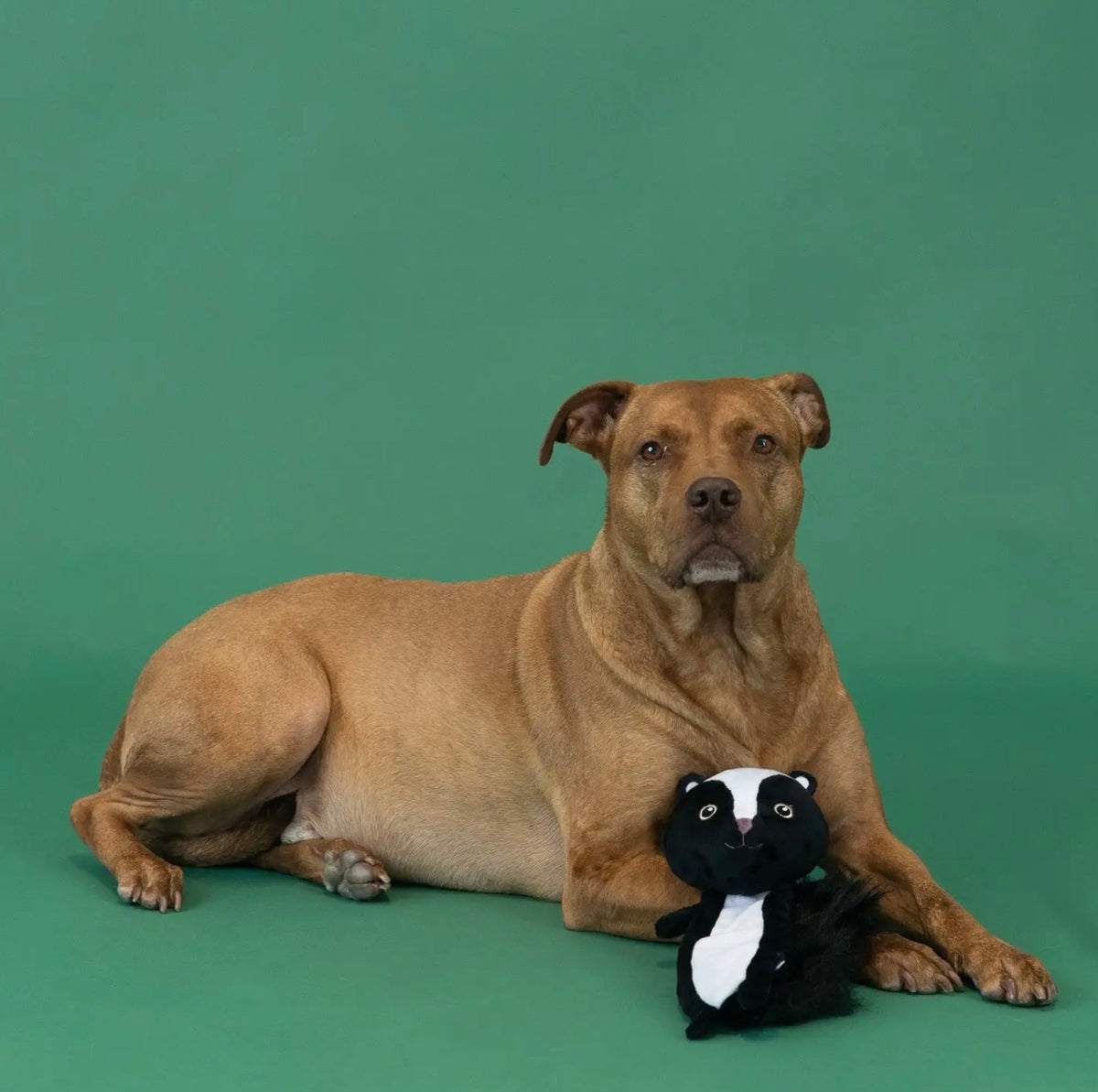 Wasn't Me Flat Plush Dog Toy