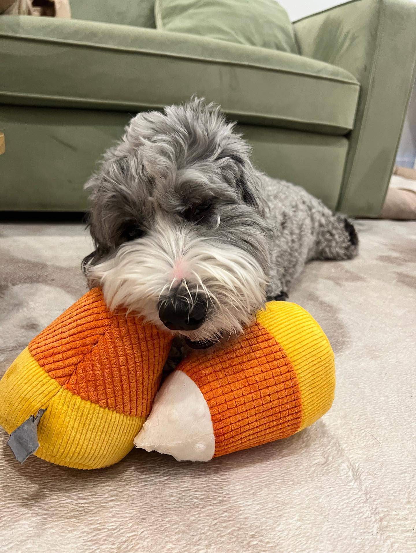 Midlee Plush Candy Corn Dog Toy- Set of 2