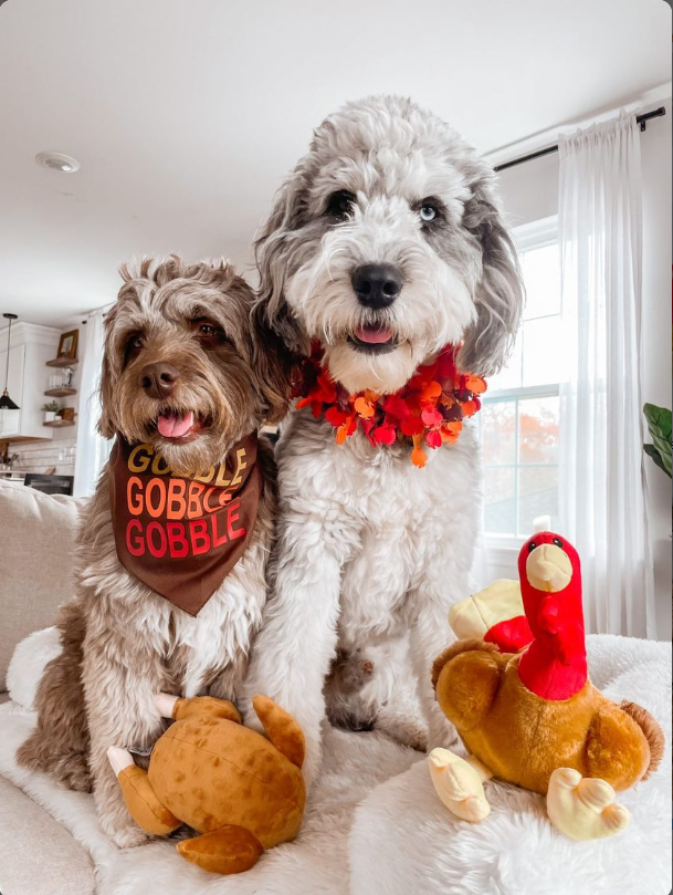Midlee Thanksgiving Turkey Dog Toy