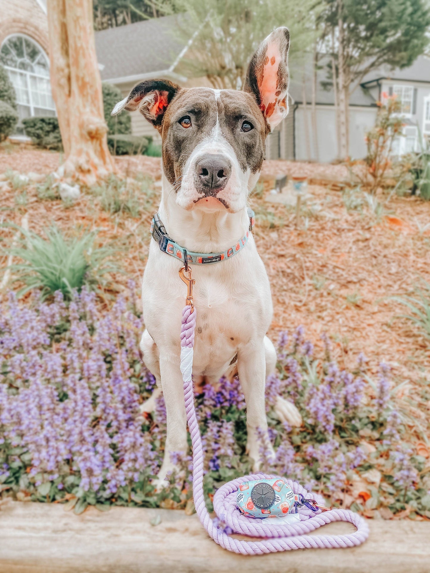 Dog Rope Leash - Lavender