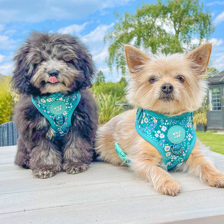 Adjustable Dog Harness: Notting Hill Mint