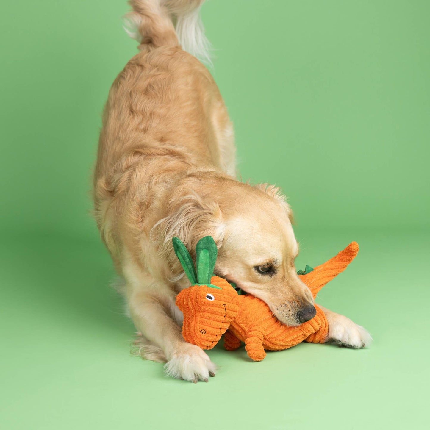 CARROT BOUT YOU PLUSH DOG TOY